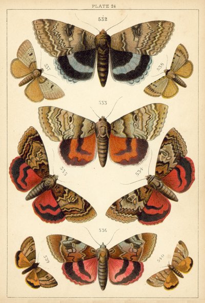 Tallerken fra Vårt Lands sommerfugler og møll (chromolitho) av English School