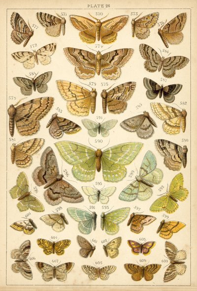 Tallerken fra Vårt Lands sommerfugler og møll (chromolitho) av English School