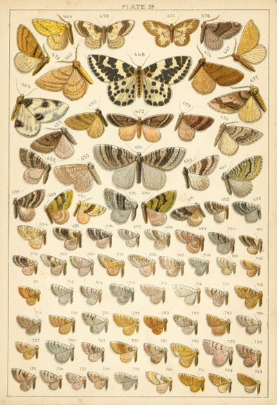 Tallerken fra Vårt Lands sommerfugler og møll (chromolitho) av English School
