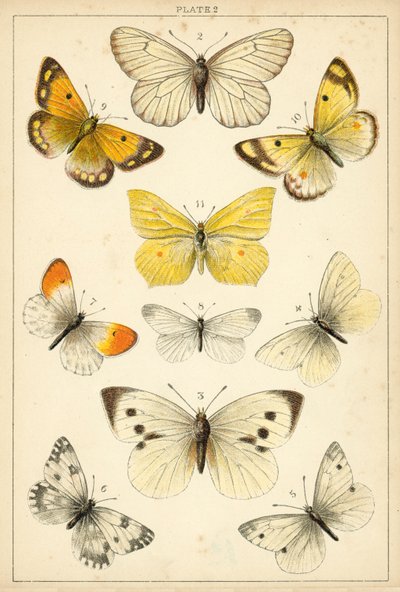Tallerken fra Vårt Lands sommerfugler og møll (chromolitho) av English School