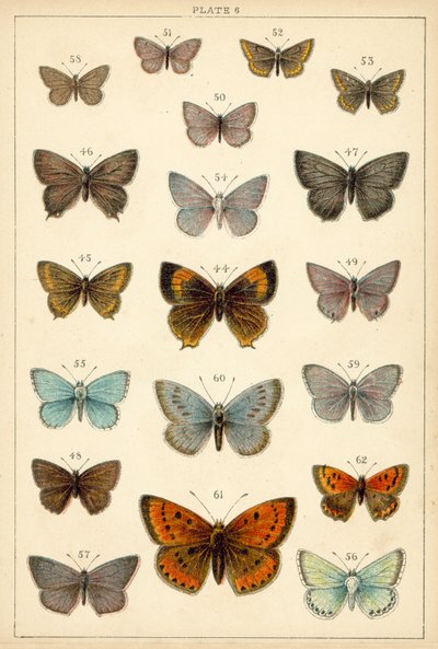 Tallerken fra Vårt Lands sommerfugler og møll (chromolitho) av English School
