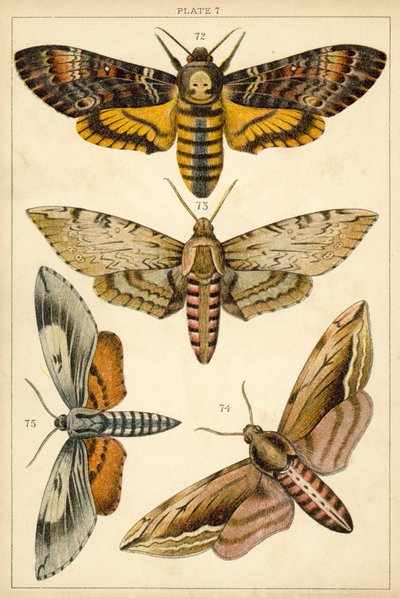 Tallerken fra Vårt Lands sommerfugler og møll (chromolitho) av English School