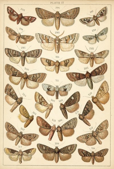 Tallerken fra Vårt Lands sommerfugler og møll (chromolitho) av English School