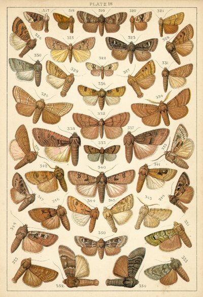 Tallerken fra Vårt Lands sommerfugler og møll (chromolitho) av English School