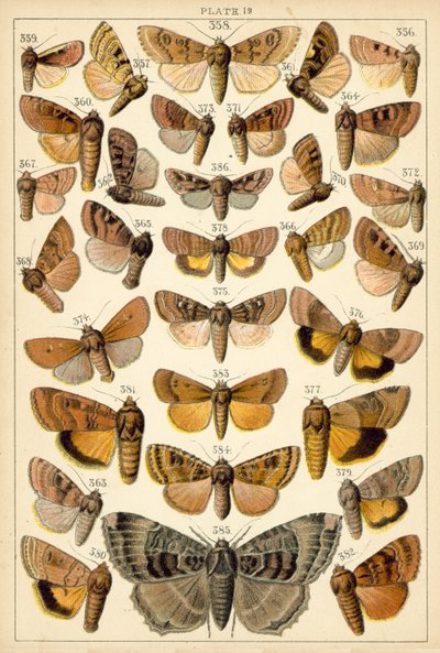 Tallerken fra Vårt Lands sommerfugler og møll (chromolitho) av English School