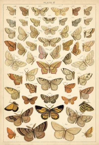 Tallerken fra Vårt Lands sommerfugler og møll (chromolitho) av English School