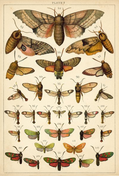 Tallerken fra Vårt Lands sommerfugler og møll (chromolitho) av English School