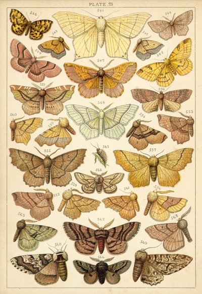 Tallerken fra Vårt Lands sommerfugler og møll (chromolitho) av English School