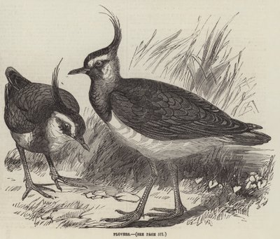Plover (gravering) av English School