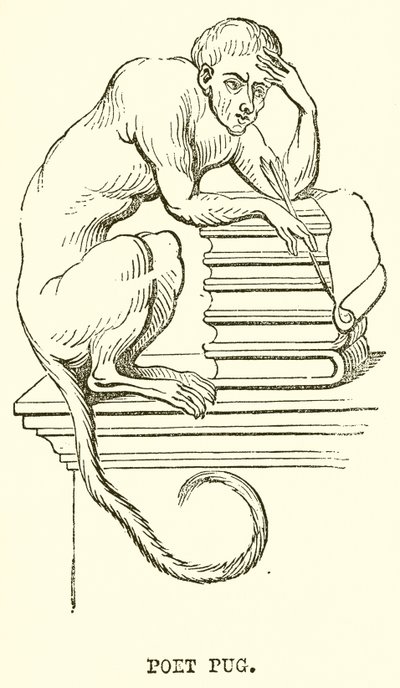 Poet Pug av English School