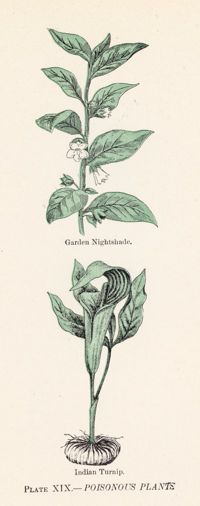 Giftige planter (farge litho) av English School