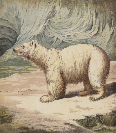 Isbjørn (lito farge) av English School