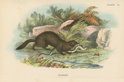 Polecat av English School