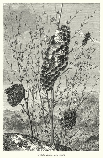 Polistes gallica og reder (gravering) av English School