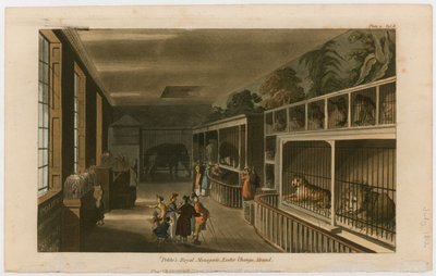 Politos Royal Menagerie, Exeter Change, Strand av English School