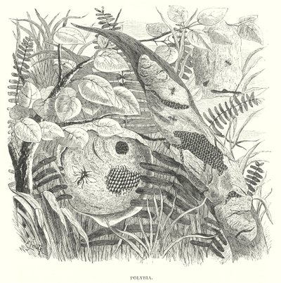 Polybia-veps (gravering) av English School