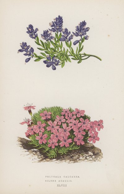Polygala Calcarea; Silene Acaulis (farge litho) av English School