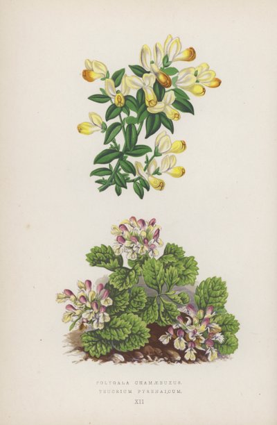 Polygala Chamaebuxus; Teucrium Pyrenaicum (farge litho) av English School