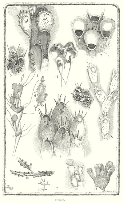 Polyzoa (gravering) av English School