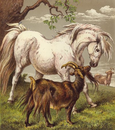 Ponni og geiter (farge litho) av English School