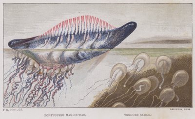 Portugisisk krigsmann, Tongued Sarsia (farge litho) av English School