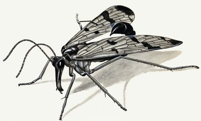 Predators of the Past (Scorpion Fly) av English School