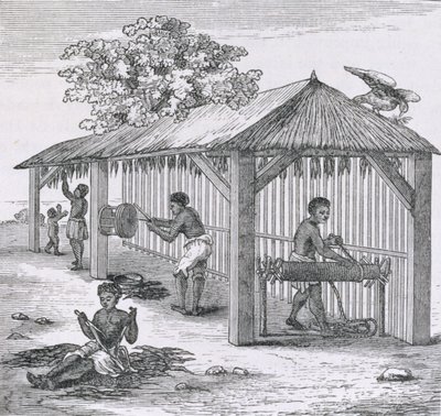 Preparing Tobacco, fra "Santo Domingo Past and Present" av Samuel Hazard, pub. 1873 av English School