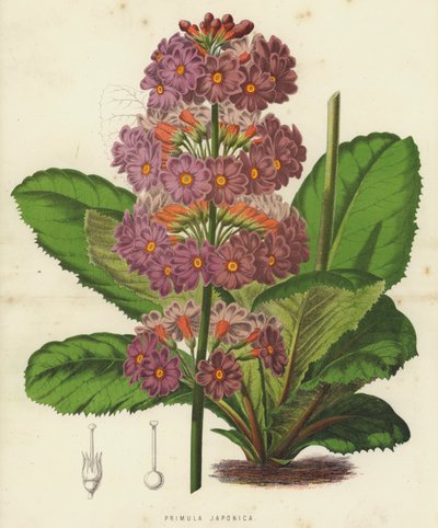 Primula Japonica (chromolitho) av English School