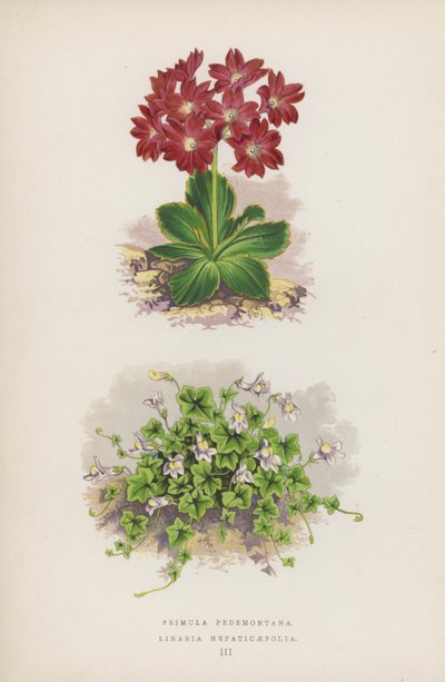 Primrose Pedemontana; Linaria Hepaticaefolia (farge litho) av English School