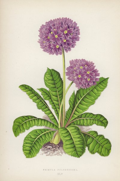 Den vakreste primula (farge litho) av English School