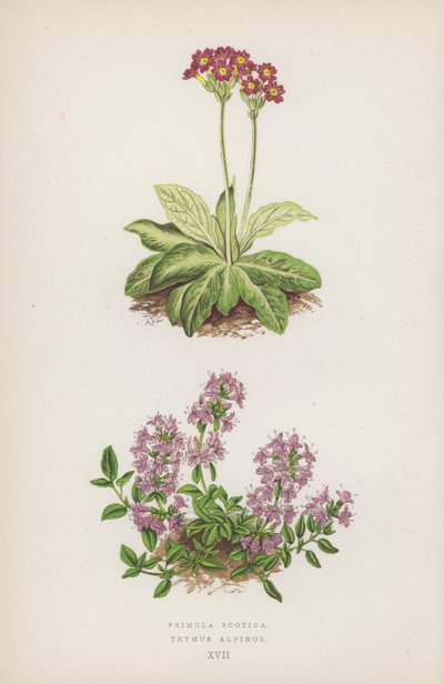 Primula Scotica; Thymus Alpinus (farge litho) av English School
