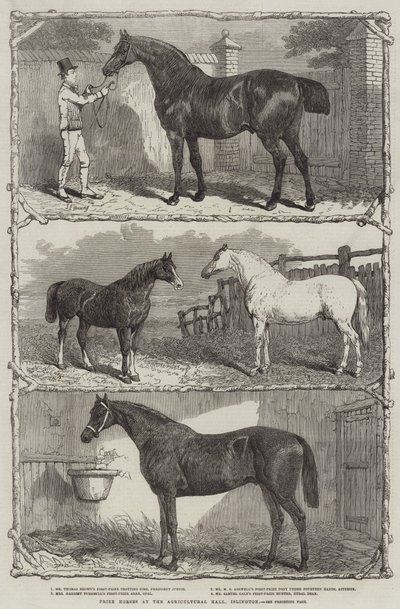 Premiehester i Agricultural Hall, Islington (gravering) av English School