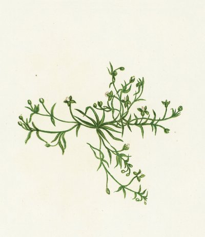 Procumbent Pearl-Wort, Sagina Procumbens av English School