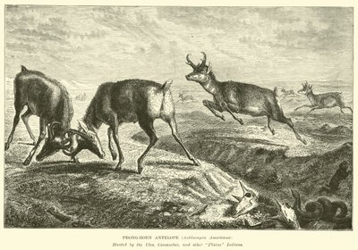 Prong-horn antilope, Antilocapra Americana av English School