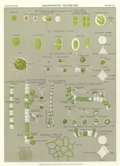 Protococcus, vannnett av English School