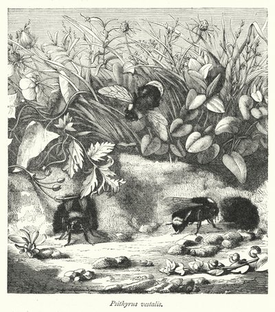 Psithyrus vestalis (gravering) av English School