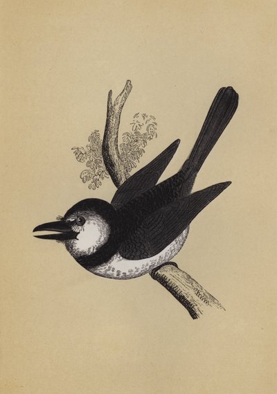 Puff Bird (farge litho) av English School