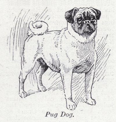 Mops hund (litho) av English School