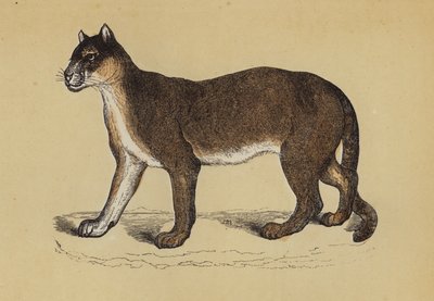 Puma (farge litho) av English School