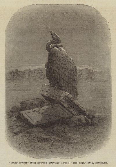 "Purification" (The Griffon Vulture), fra "The Bird," av J Michelet (gravering) av English School