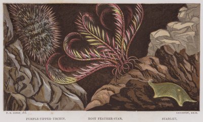 Purple-tipped urchin, rosenrød fjærstjerne, Starlet (farge litho) av English School
