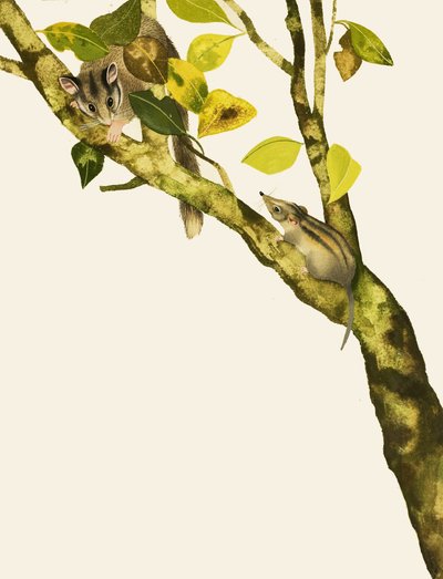 Pygmy Shrews av English School