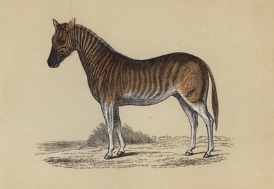 Quagga (farge litho) av English School