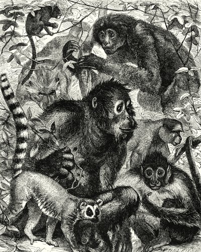 Quarumana: Apestammen (gravering) av English School