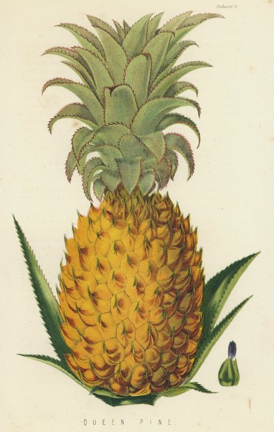 Queen Pine av English School
