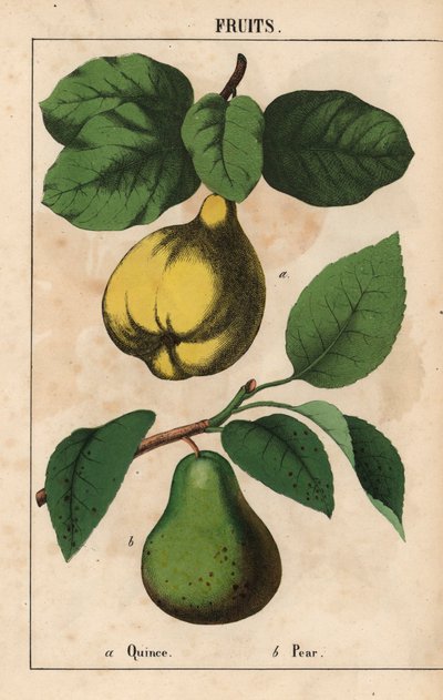 Kvede og pære  , fra "The Instructive Picturebook, or Lessons from the Vegetable World," [Charlotte Mary Yonge], Edinburgh av English School
