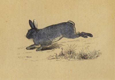 Kanin (farge litho) av English School
