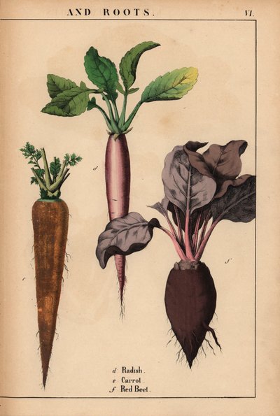 Reddik, gulrot og rødbeter.  , fra "The Instructive Picturebook, or Lessons from the Vegetable World," [Charlotte Mary Yonge], Edinburgh av English School