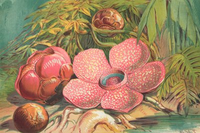 Rafflesia Arnoldii, gigantisk blomst i regnskogene på Sumatra av English School