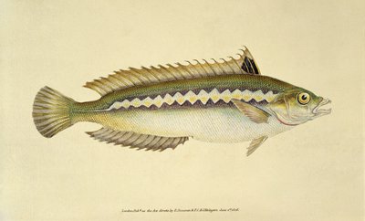 Regnbuefisk, pl. 96 fra quot;The Natural History of British Fishesquot;, utgitt av E. Donovan og FC amp; J. Rivington av English School
